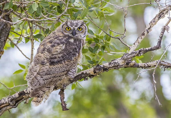 USA, Wyoming, Lincoln County, a recently fledged Great Horned Owl roosts in a cottonwood