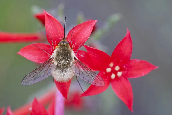 USA, Wyoming, Sublette County, Bee Fly with probiscus showing on Scarlet Gilia flowers