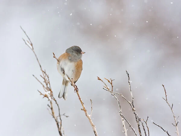 USA, Wyoming, Sublette County, Dark-eyed Junco perched on branch in snowstorm