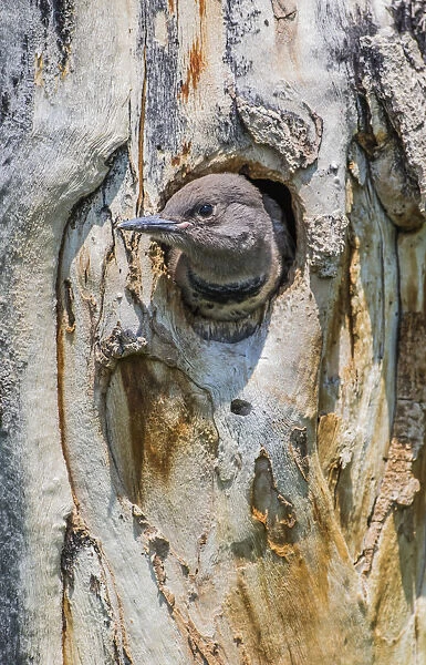 USA, Wyoming, Sublette County, Female Northern Flicker Chick peering out cavity in