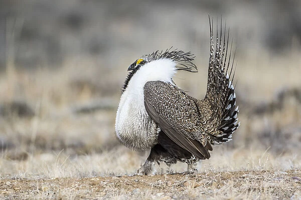 USA, Wyoming, Sublette County. Male Greater Sage Grouse struts on a lek in Spring