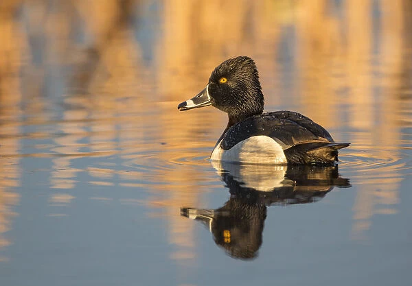 USA, Wyoming, Sublette County. Male ring-necked duck is reflected in the morning