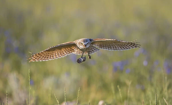 USA, Wyoming, Sublette County, Pinedale, A Burrowing Owl flies into its burrow