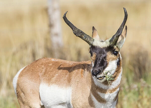 USA, Wyoming, Sublette County, a Pronghorn male eating forbes