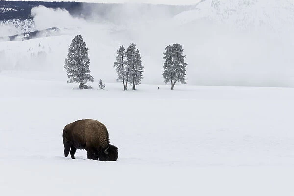 USA, Wyoming, Yellowstone National Park. American bison (Bos bison) bull foraging