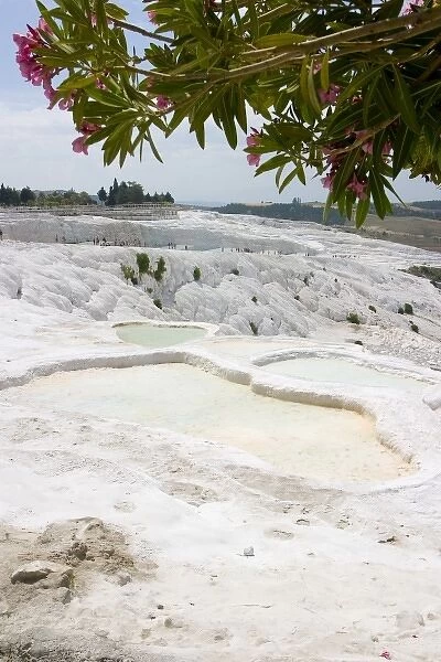 View of the travertine rocks with tourists and oleander, Pamukkale (ancient Hierapolis)