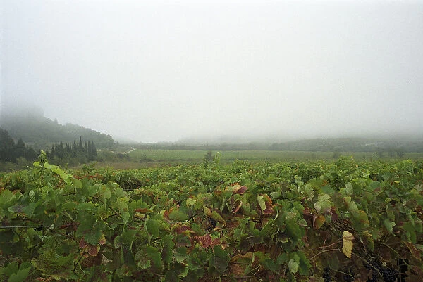 A view over the vineyard and the La Clape mountain in fog, at harvest time Domaine Pech-Redon