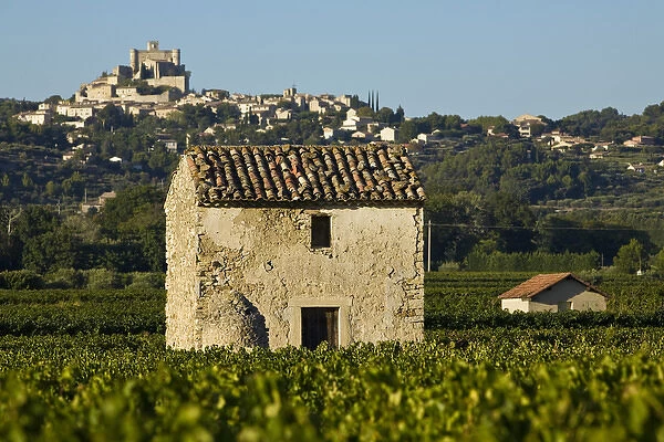 Vineyards of the Veniceient, le Barroux, Vaucluse, Provence, France