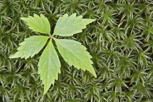 Virginia creeper foliage, Great Smoky Mountains National Park, Tennessee