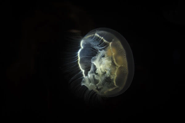 Visible bioluminescence shows this moon jellyfish clearly