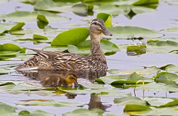 WA, Juanita Bay Wetland, Mallard female duck and duckling (Anas platyrhynchos)