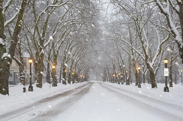 WA, Seattle, University of Washington, Snow covered trees and falling snow