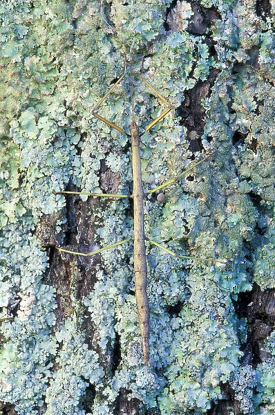 Walking stick on lichen-covered tree