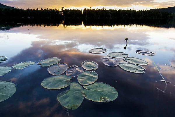 Water lilies and cloud reflections on Lang Pond in Maines Northern Forest