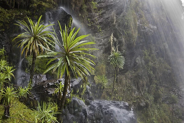 Waterfall at Mount Stanley, Ruwenzori, Uganda