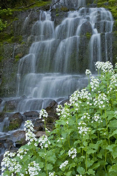 Waterfall and white wildflowers on Aspen Grove Trail, Mt