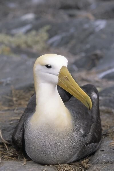 Waved albatross Isla EspaA ola, Galapagos Islands, Ecuador