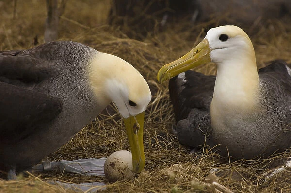 Waved Albatross pair (Phoebastria irrorata) change over for egg incubating