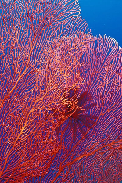 West New Britain, Papua New Guinea, fan coral