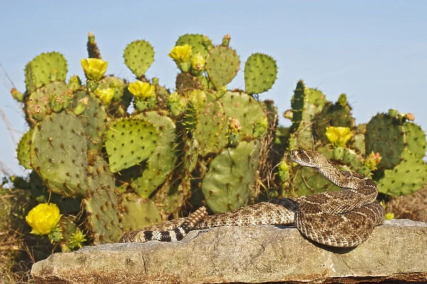 Western Diamondback Rattlesnake (Crotalus atrox) sunning on a rock by prickly pear cactus in bloom