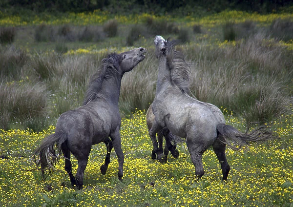 In Western Ireland, two horses buck and play in a bright field of yellow wildflowers