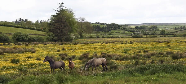 In Western Ireland, three horses with long manes, stand in a bright field of yellow