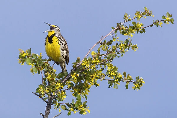 Western Meadowlark Singing