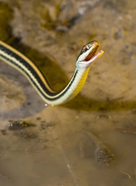 Western Ribbon snake drinking water, Thamnophis proximus orarius, Coastal Texas