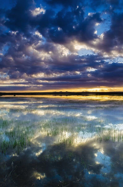 Wetlands at sunrise, Bosque del Apache National Wildlife Refuge, New Mexico USA