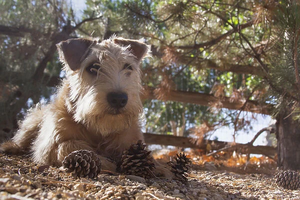Wheaten Terrier with pine cones (PR)