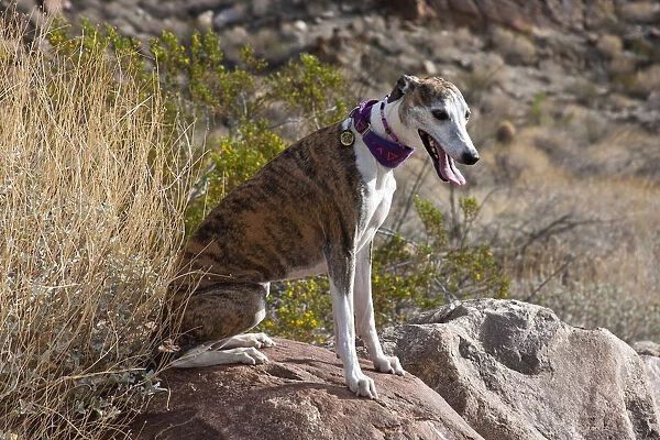 Whippet sitting on a rock (PR)