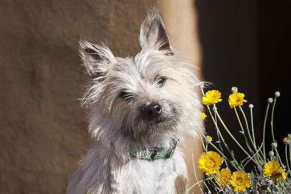 A white Cairn Terrier sitting next to yellow flowers