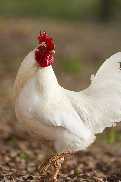 White leghorn rooster, Central Florida