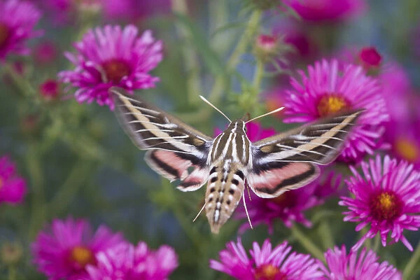 White-lined Sphinx moth (Hyles lineata) on Alma Potschke Aster (Aster novae-angliae