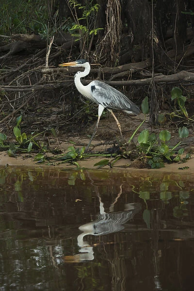 White-necked (Cocoi) Heron (Ardea cocoi), Northern Pantanal, Mato Grosso, Brazil