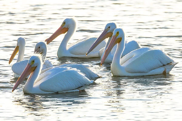 White pelicans, Pelecanus erythrorhynchos, Viera Wetlands Florida, USA