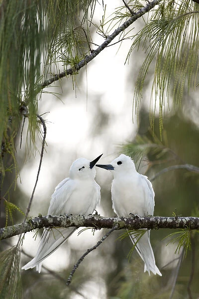 White Terns (Gygis alba rothschildi) courting