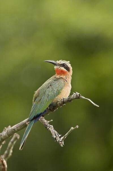Whitefronted Bee-eater, Merops bullockoides, Imfolozi Game Reserve, South Africa
