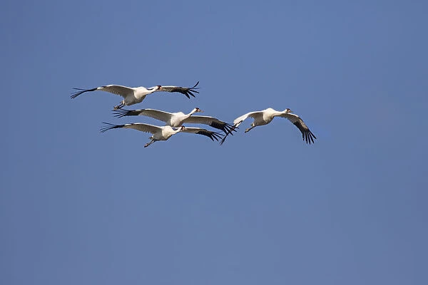 Whooping cranes (Grus americana) flock flying