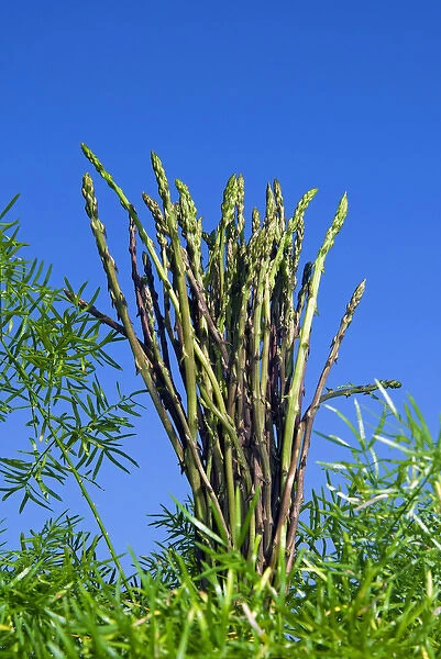 Wild Asparagus (Asparagus acutifolius)