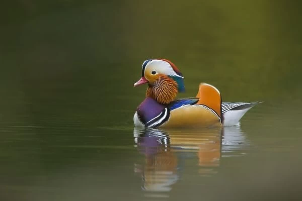 Wild Mandarin Duck (Aix galericulata) on dark green lake, UK