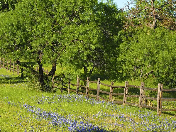 Wildflowers along Highway 29 between Llano and Buchanan Dam, Texas Hill Country