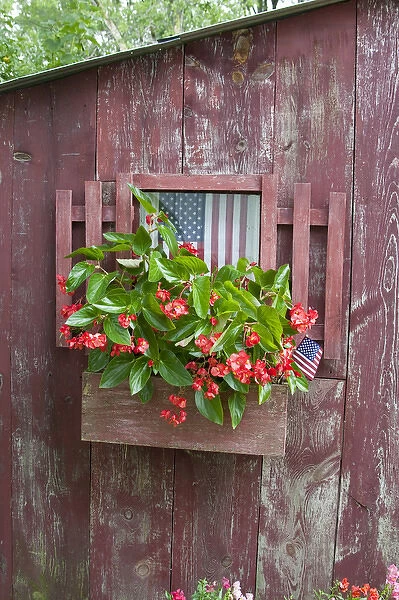 Window Box planter with Red Dragon Wing Begonias (Begonia x hybrida) and American
