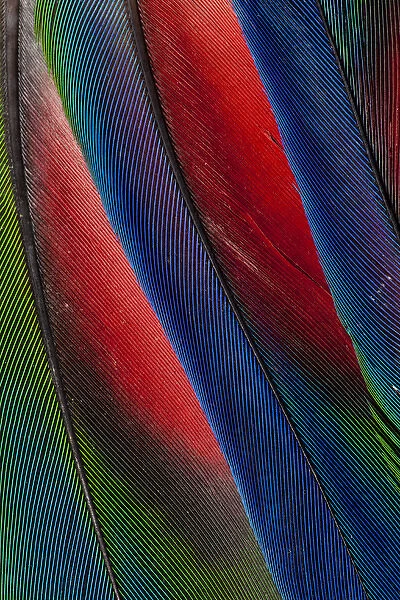 Wing Feather Design from the Amazon Parrot