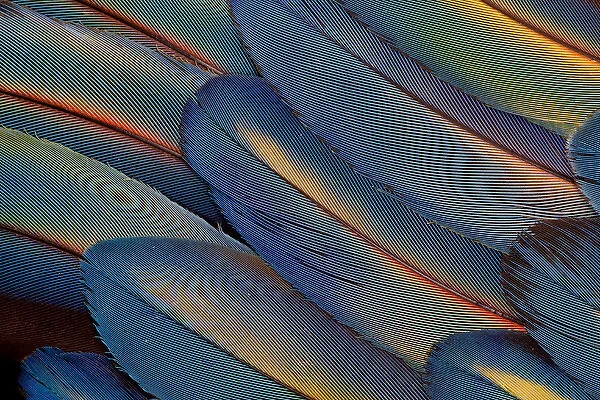Wing Feathers Fanned out Scarlet Macaw