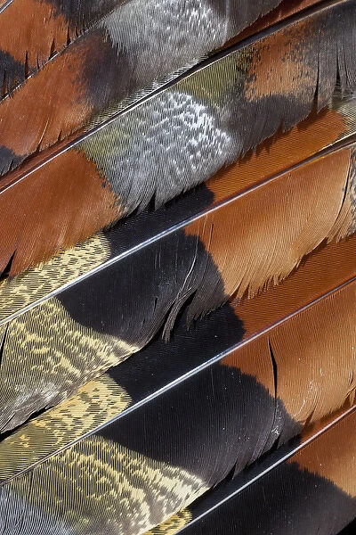 Wing detail of feathers Sun Bittern