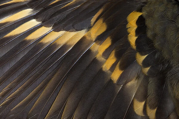 Wing Feathers of Varied Thrush