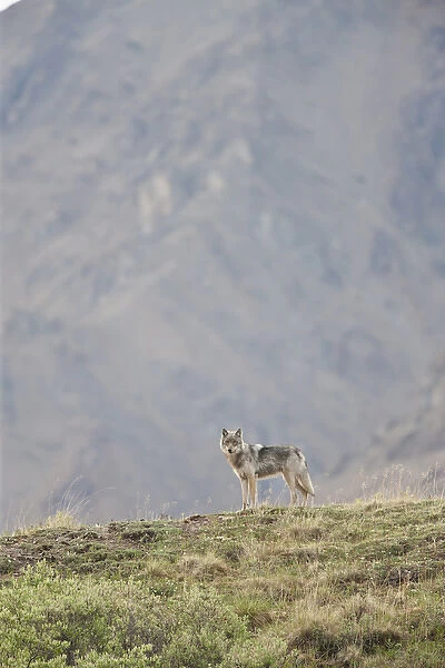 A wolf from the Grant Creek Pack, stares down from a ridgetop in Denali National Park