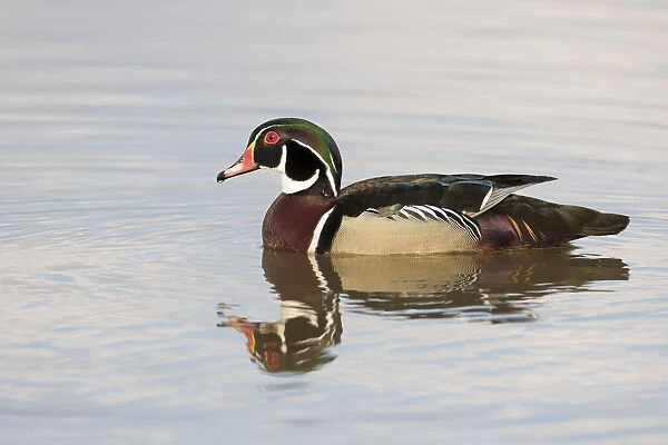 Wood Duck (Aix sponsa) male in wetland, Marion County, Illinois