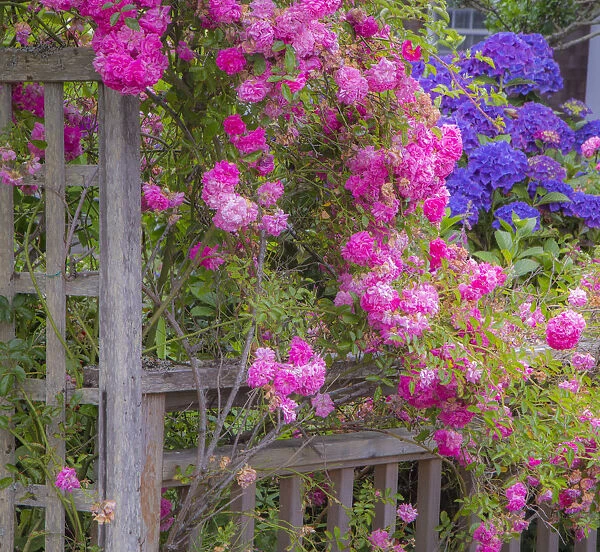 Wooden fence and arbor with climbing pink rose